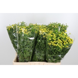 Tanacetum Pa Amazone