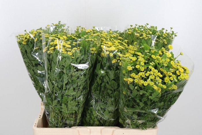 <h4>Tanacetum Pa Amazone</h4>