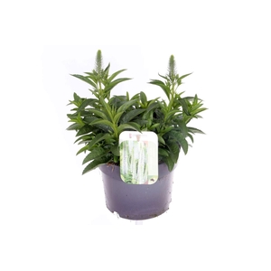 Veronica spicata Candles Snow