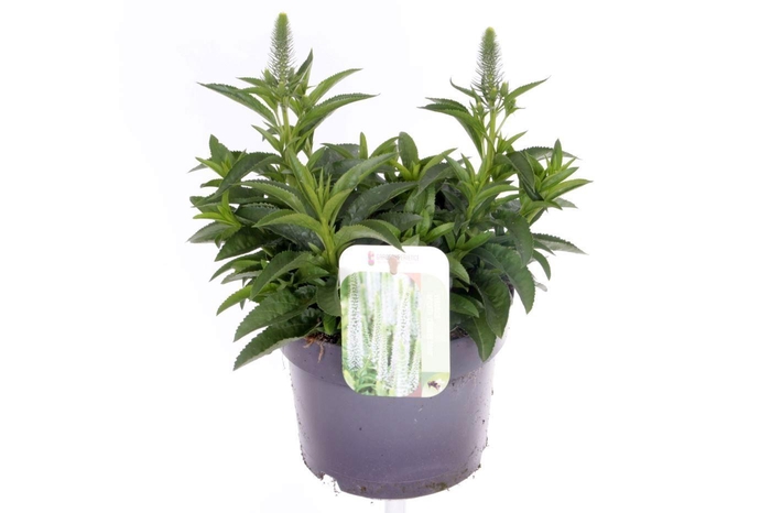 <h4>Veronica spicata Candles Snow</h4>