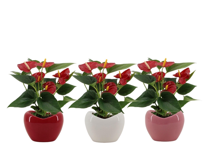 Anthurium Diamond Red in Paris mix ceramics