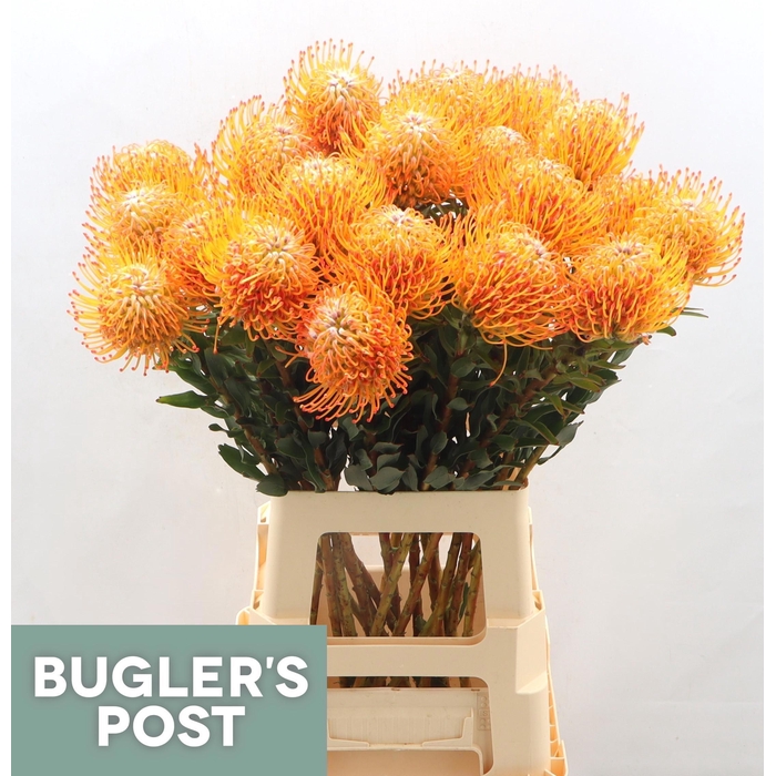 <h4>Leuco Ayoba Sun</h4>