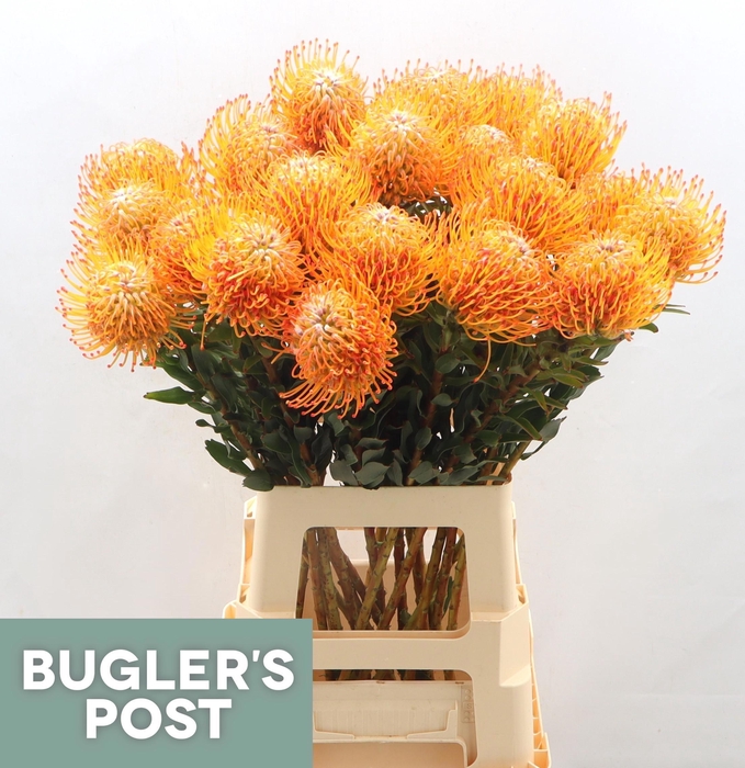 <h4>LEUCO AYOBA SUN</h4>