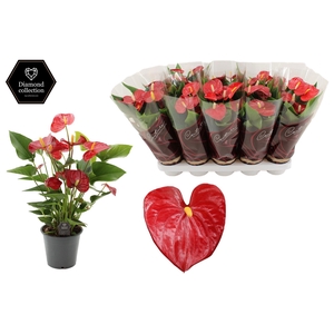 Anthurium 12 cm Micra in Couture Diamond Line Purple sleeve