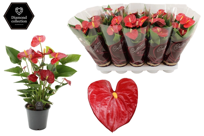 <h4>Anthurium 12 cm Micra in Couture Diamond Line Purple sleeve</h4>