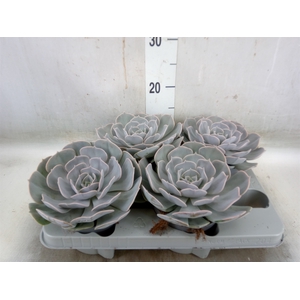 Echeveria  'Pollux'