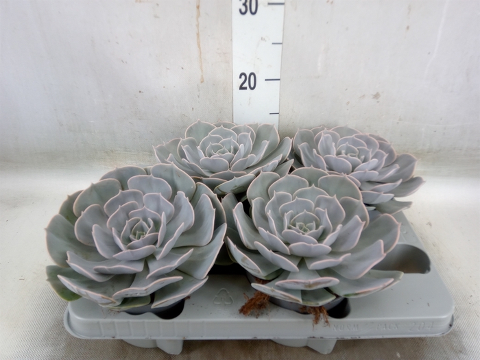 <h4>Echeveria  'Pollux'</h4>