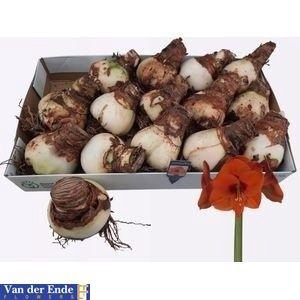 <h4>BLOEMBOL HIPPEASTRUM</h4>