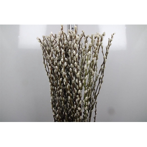 Salix Ca Snow Flake