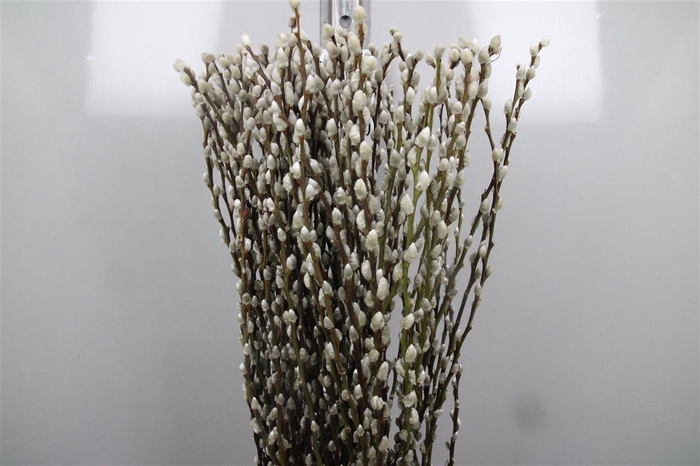 <h4>Salix Ca Snow Flake</h4>