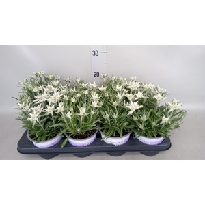 Leontopodium alpinum 'Watzmann'