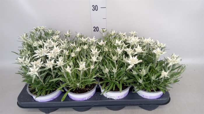 <h4>Leontopodium alpinum 'Watzmann'</h4>