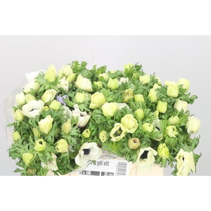 Anemone Galilee White