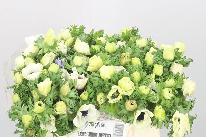 <h4>Anemone Galilee White</h4>