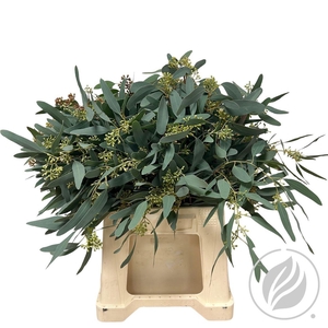 Euca Populus Short 150gr