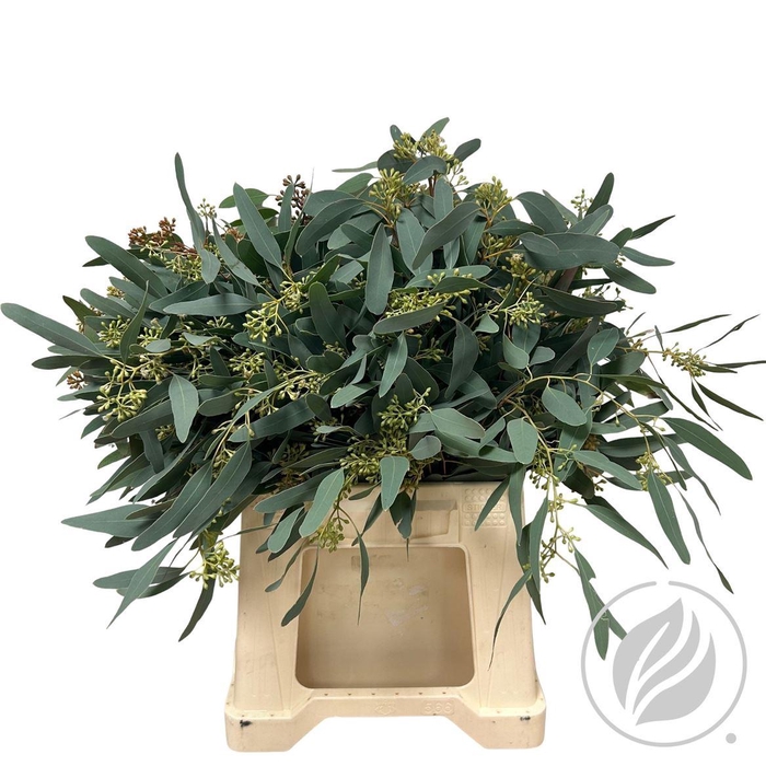 <h4>Euca Populus Short 150gr</h4>