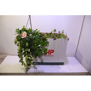 arr8 Aeschyn Mona Lisa