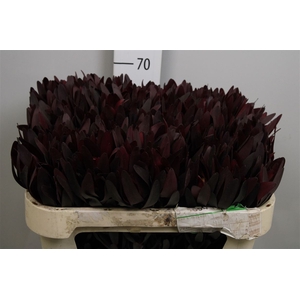 Leucad Saf Sunset Dark R.