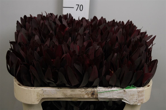 <h4>Leucad Saf Sunset Dark R.</h4>