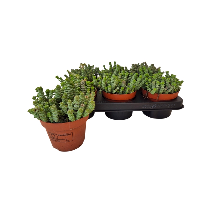 <h4>Crassula marnieriana 12Ø 15cm</h4>