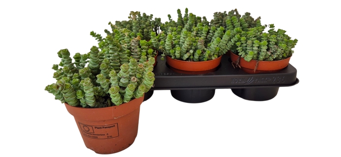 Crassula marnieriana 12Ø 15cm