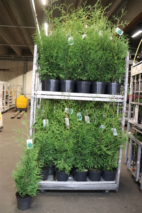 <h4>Thuja O Brabant</h4>