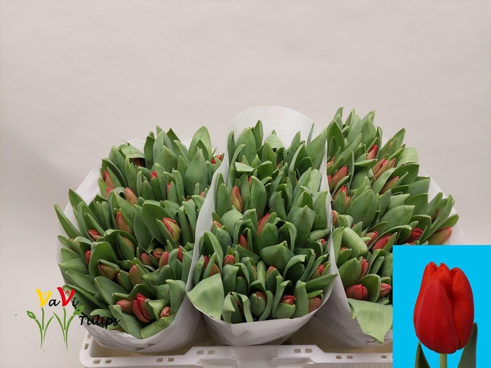 <h4>TU EN ESCAPE</h4>