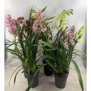 Cymbidium 2-tak mix