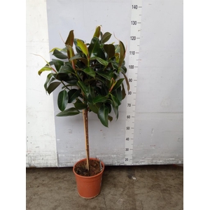 Ficus   ...
