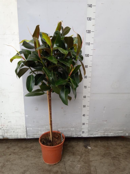 <h4>Ficus   ...</h4>