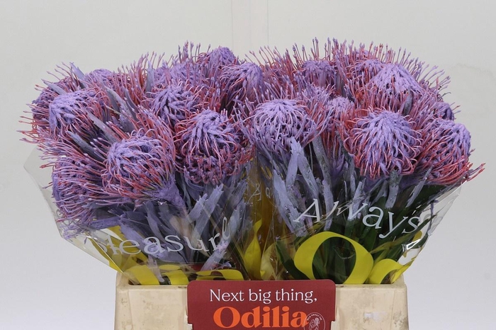 <h4>LEUCO NAOMI KLB H%</h4>