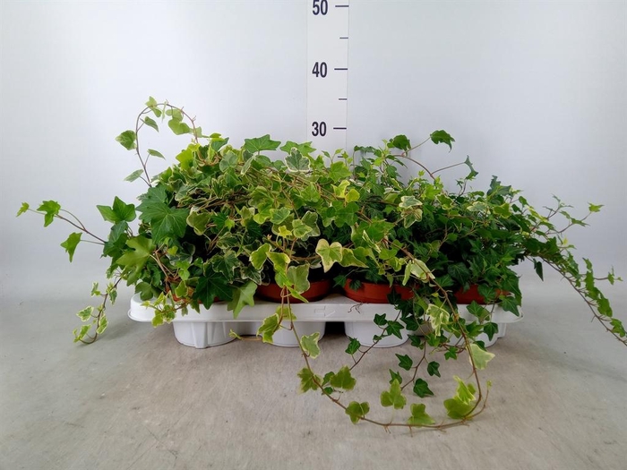 <h4>Hedera helix   ...mix 3</h4>