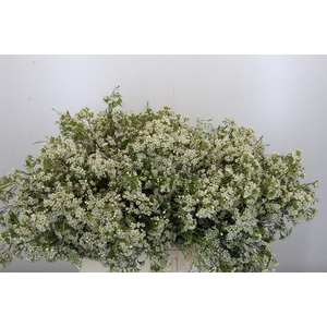 Chamelaucium Blizzard