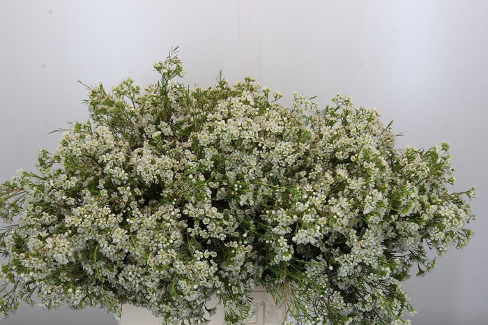 Chamelaucium Blizzard