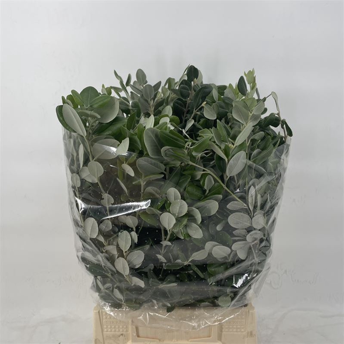 Pittosporum Ralphi