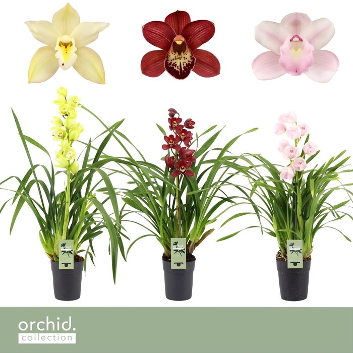<h4>Cymbidium, Mix 1-spike P14 'Orchid Collection'</h4>