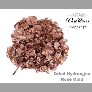 DRIED HYDRANGEA ROSE GOLD