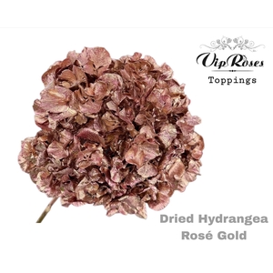 Dried Hydrangea Rose Gold