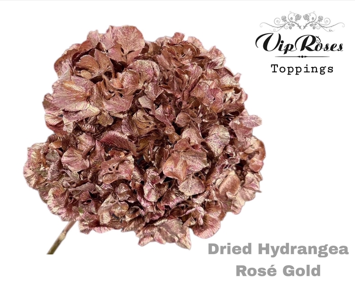 <h4>Dried Hydrangea Rose Gold</h4>