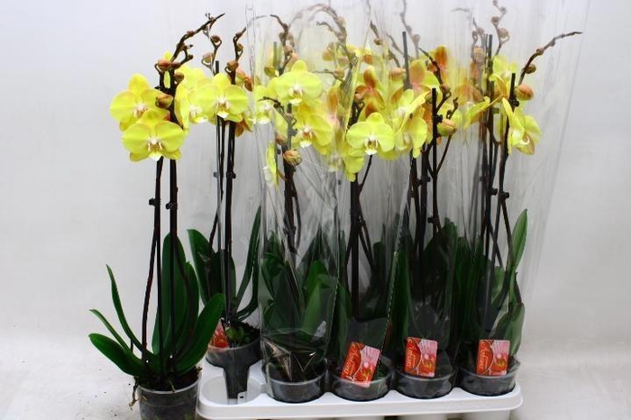 <h4>PHAL OV GEEL</h4>