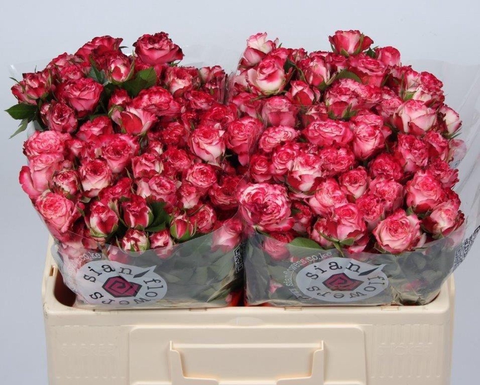 <h4>R TR SUNSET MAGIC</h4>