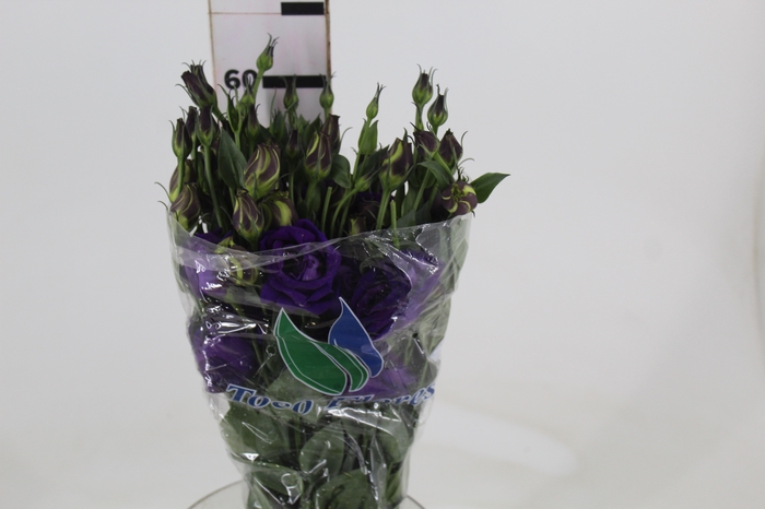 <h4>LISIANTHUS ABC 2-3 BLUE 060 CM MIN 500 GRAMAS AZUL</h4>