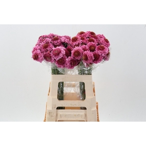 SCAB AT F SCOOP POPS