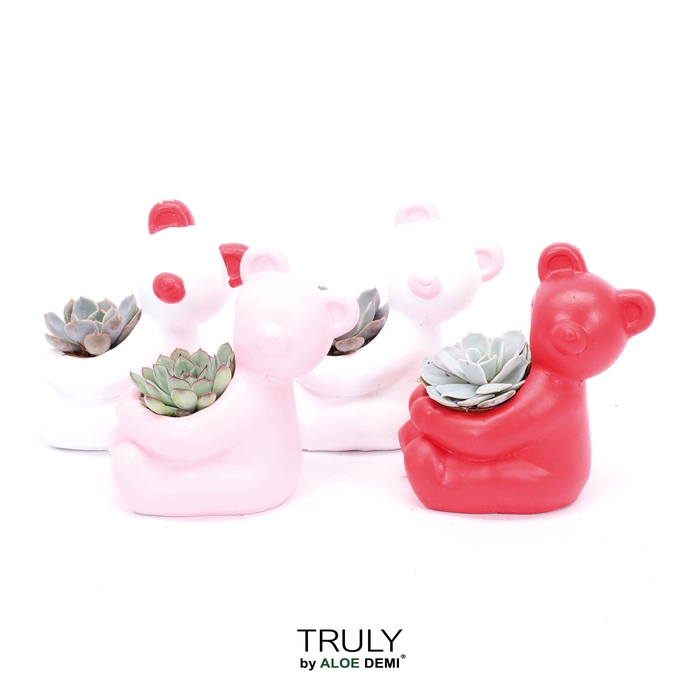 <h4>TRULY Echeveria, Bear</h4>