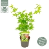 Acer palmatum