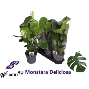 MONSTERA DELICIOSA