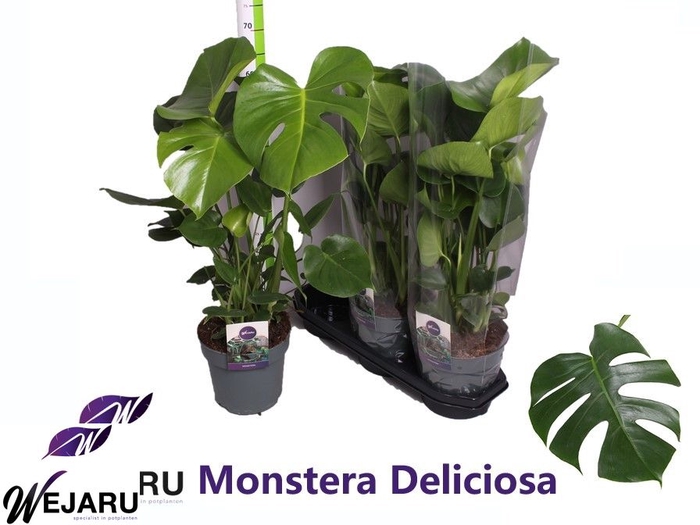 MONSTERA DELICIOSA