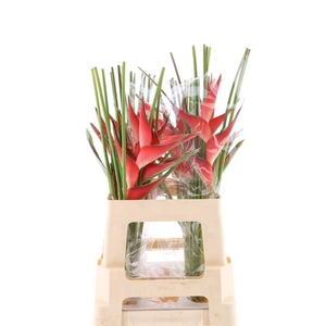 Hel Caribea Stricta 70cm