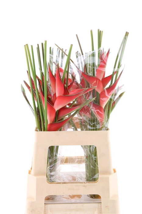 <h4>Hel Caribea Stricta 70cm</h4>