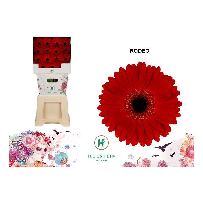 <h4>Ge Gr Rodeo Red</h4>